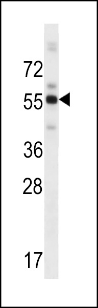 ZBTB8B Antibody