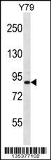 THOC1 Antibody