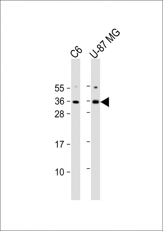 KLF9 Antibody