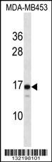 LIM2 Antibody