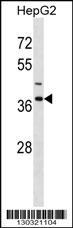 IGBP1 Antibody