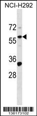 ZNF136 Antibody