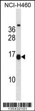 MSGN1 Antibody