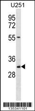 TCEA2 Antibody