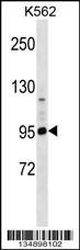 PCDHA4 Antibody