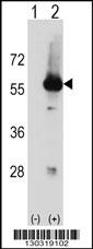 Stk3 Antibody