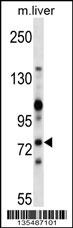 Zap70 Antibody