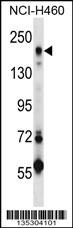 MRC2 Antibody