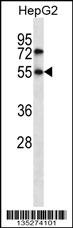 NR4A3 Antibody