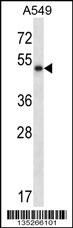 PNLIP Antibody