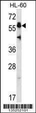 HSF4 Antibody