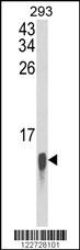 FAU Antibody