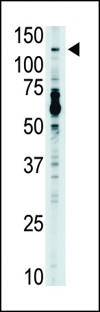 TLR7 Antibody