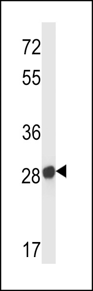 Q9WU94 Antibody
