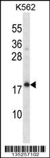 CREG1 Antibody