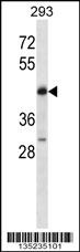 POU4F2 Antibody