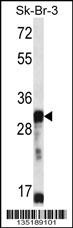 OR5D13 Antibody