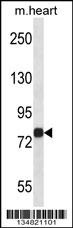 Mouse Map4k2 Antibody