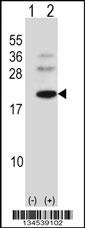BARX1 Antibody