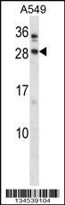 BARX1 Antibody