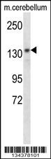 POLG Antibody