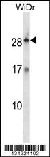 KLK12 Antibody