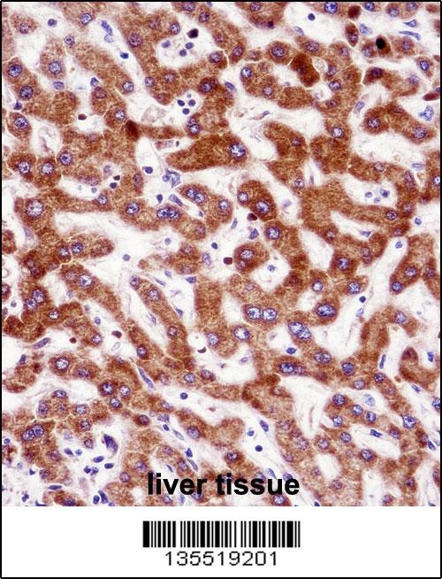 IHH Antibody