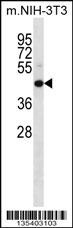Mouse Map2k4 Antibody