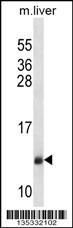 SEC61B Antibody