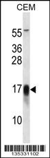 FXYD5 Antibody