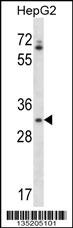 OR4Q3 Antibody