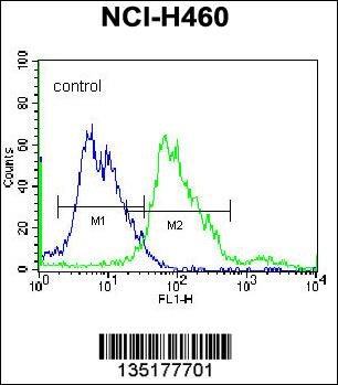 BEND4 Antibody