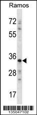 NDN Antibody