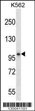 KEL Antibody