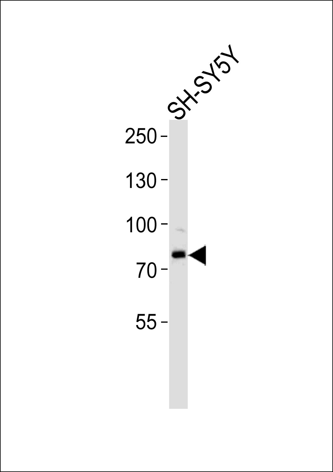 ORC3L Antibody