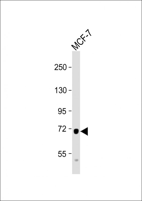 PDZK1 Antibody