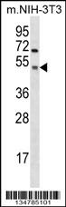 Gsk3a Antibody