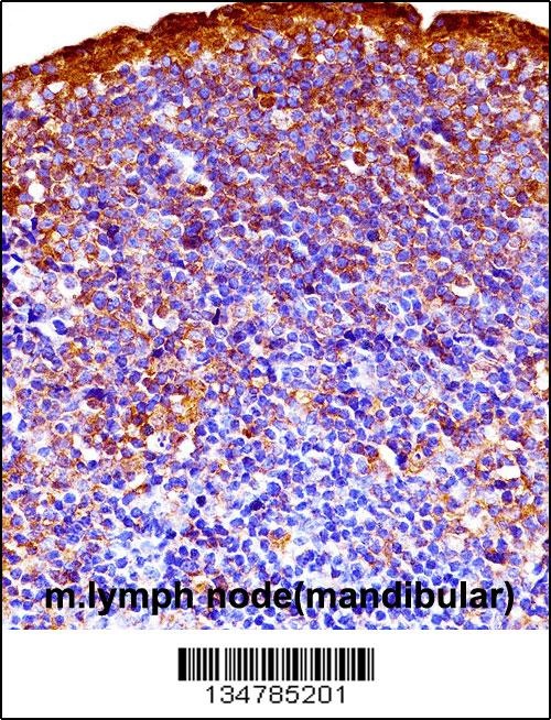 Gsk3a Antibody