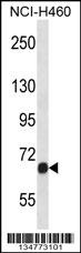 Fgfr1 Antibody