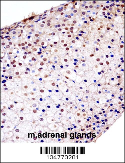 Fgfr1 Antibody