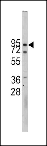 CDH10 Antibody