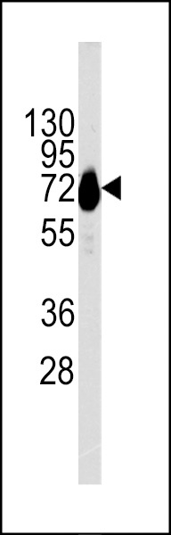 CDH10 Antibody