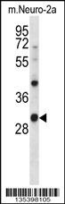 Csnk1a1 Antibody