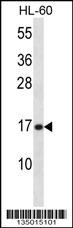 PLA2G5 Antibody