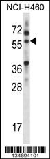 MINPP1 Antibody