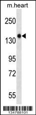 Mouse Gucy2f Antibody
