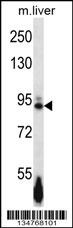 Ephb4 Antibody