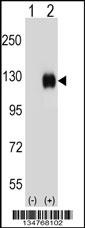Ephb4 Antibody