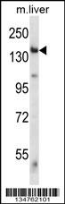 Eif2ak4 Antibody