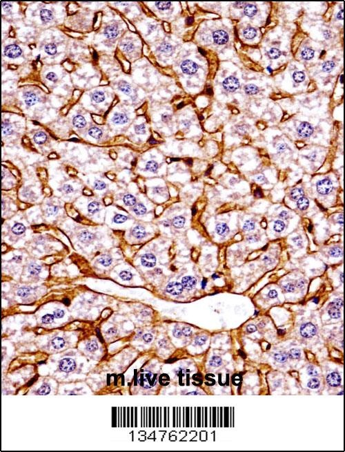 Eif2ak4 Antibody